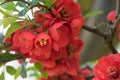 Flowering quince Chaenomeles x superba Crimson & Gold, red flowers